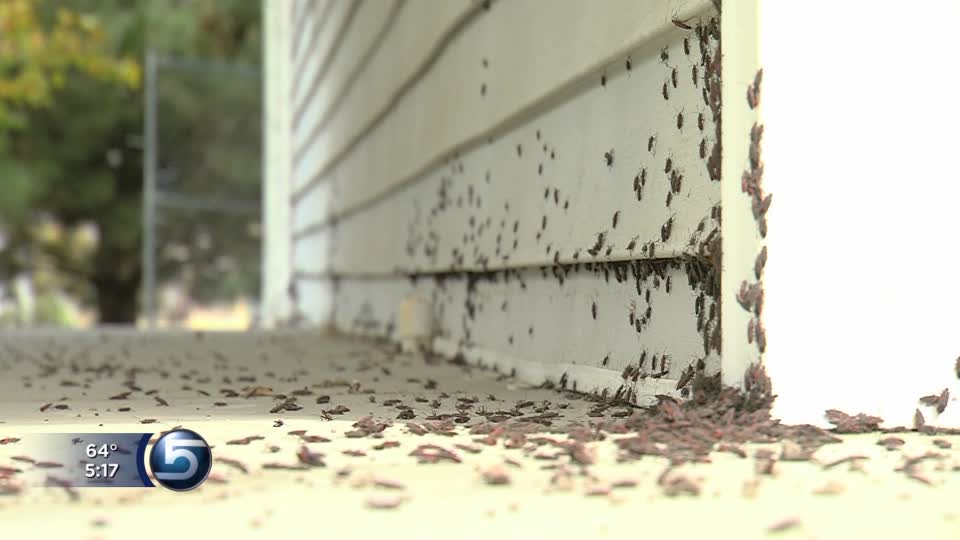 Infestation of boxelder bugs plaguing Utah towns