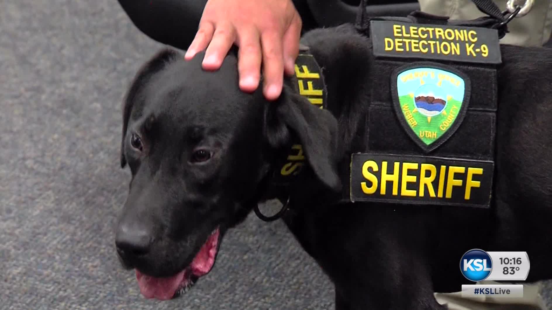 Utahs First Porn Dog Sniffs For Digital Child Pornography Videos Police Magazine Utahs First Porn Dog Sniffs For Digital Child Pornography Videos Police Magazine
