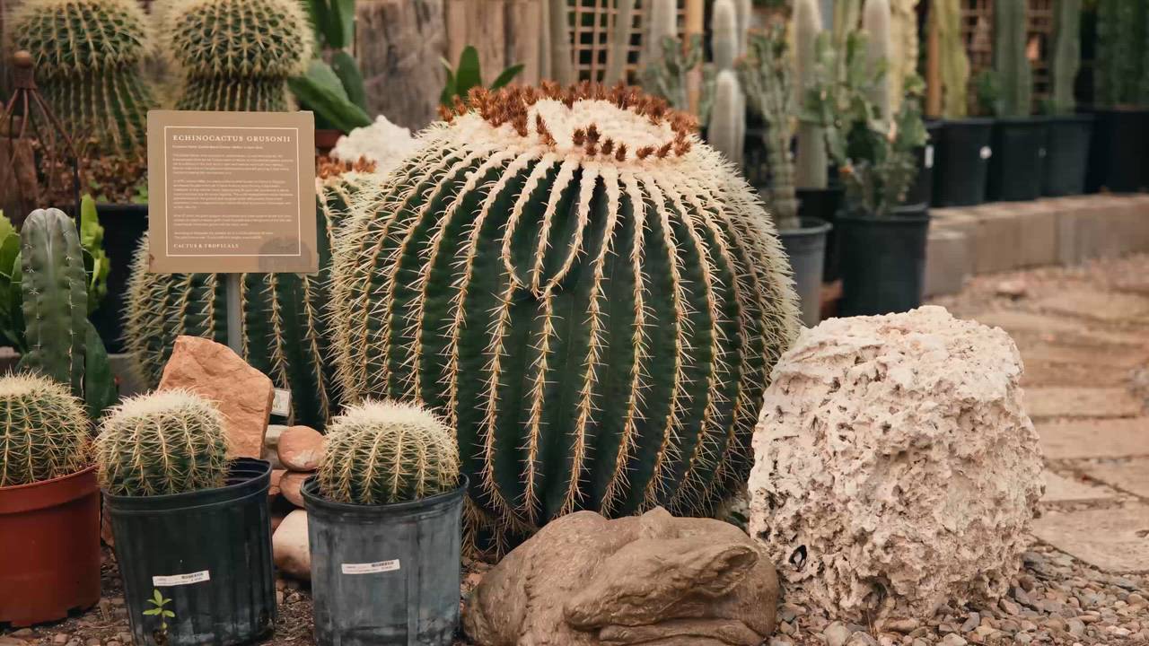 How a determined entrepreneur turned Cactus & Tropicals into a Utah staple  | KSL.com